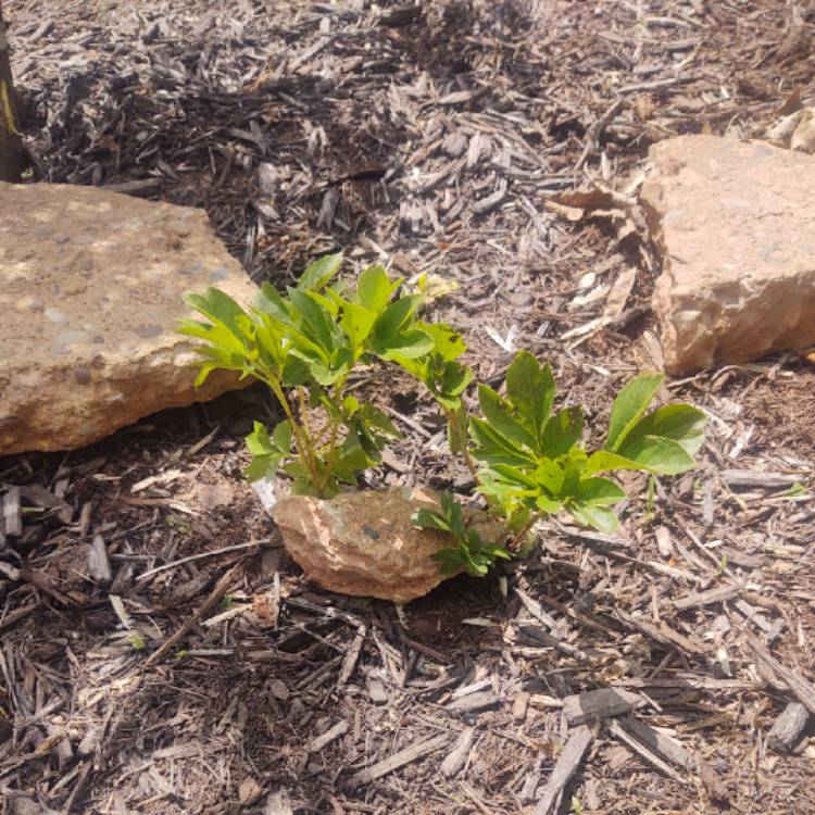 Plant image Paeonia 'Buckeye Belle'