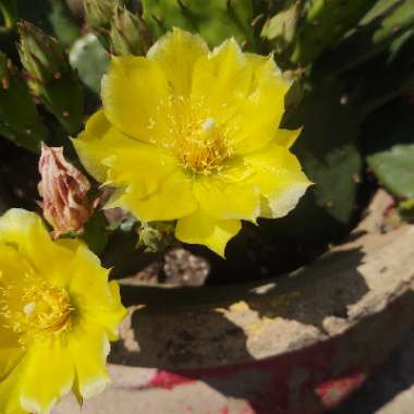 Opuntia