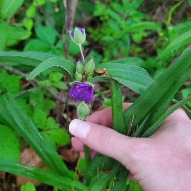 Tradescantia ohiensis