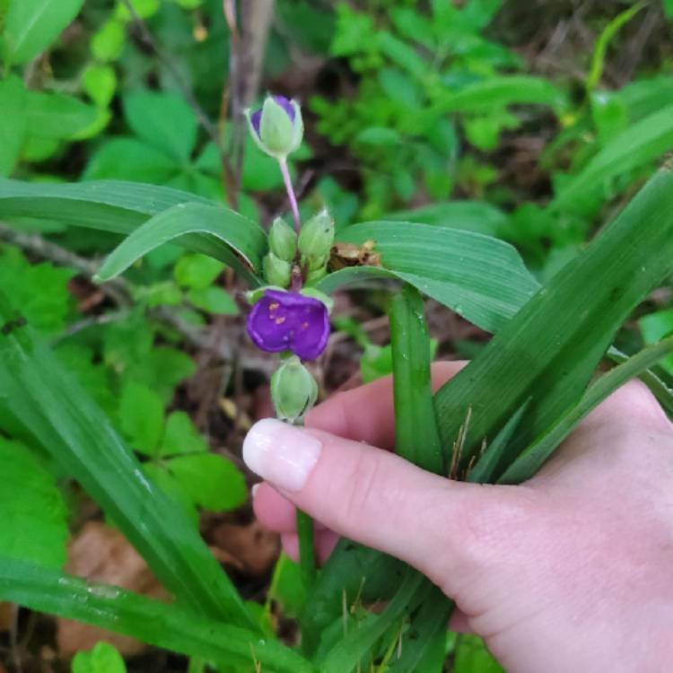 Plant image Tradescantia ohiensis