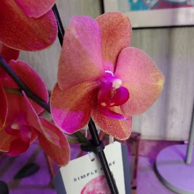 Phalaenopsis I-Hsin Salmon