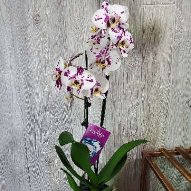 Phalaenopsis