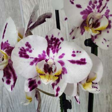 Phalaenopsis