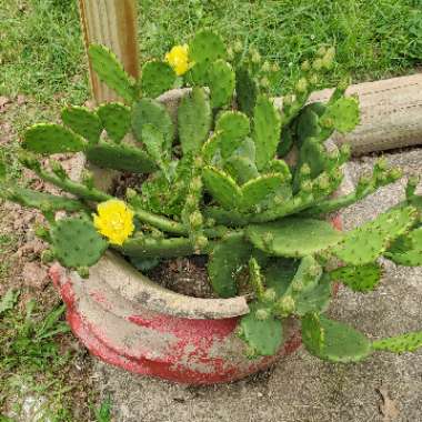 Opuntia