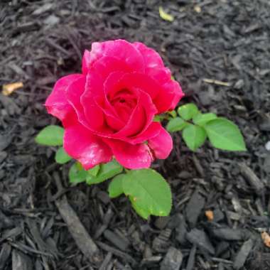 Rosa (Hybrid Tea)