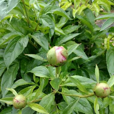 Paeonia lactiflora 'Bowl of Beauty'