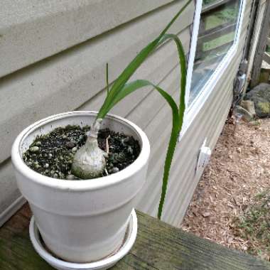 Albuca bracteata syn. Ornithogalum longebracteatum