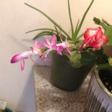 Schlumbergera truncata