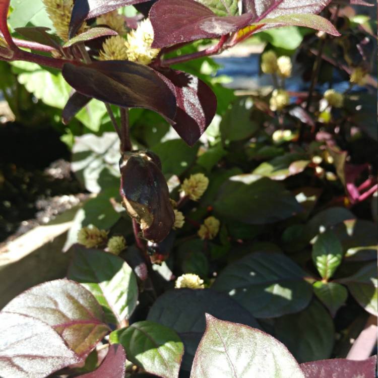 Plant image Alternanthera 'Little Ruby'