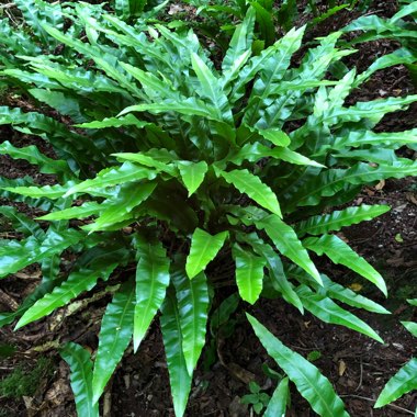 Hart's tongue fern