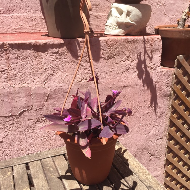 Plant image Tradescantia pallida 'Pink Stripe'