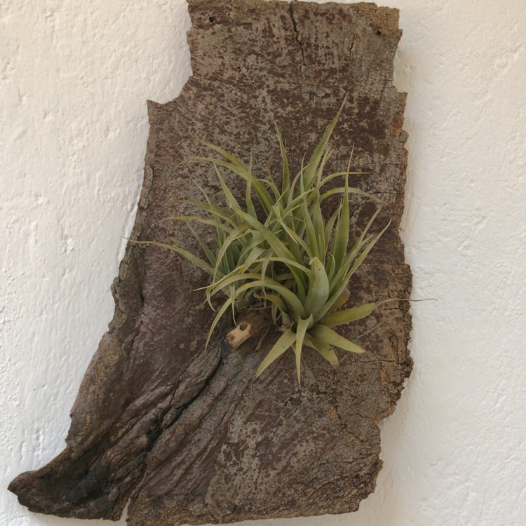 Plant image Tillandsia bulbosa