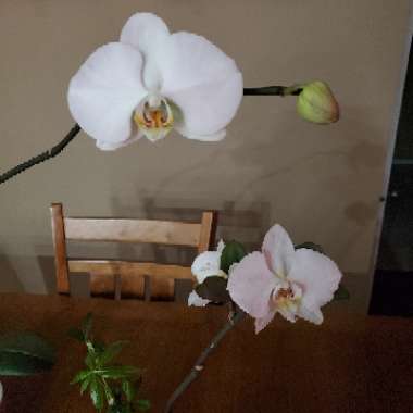 Phalaenopsis 'White'