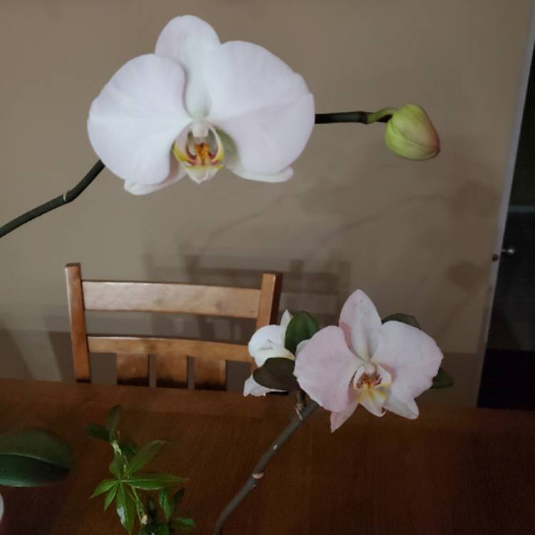 Plant image Phalaenopsis 'White'