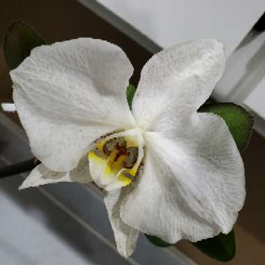 Phalaenopsis 'White'