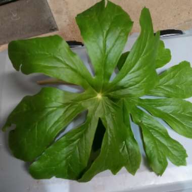 Podophyllum peltatum