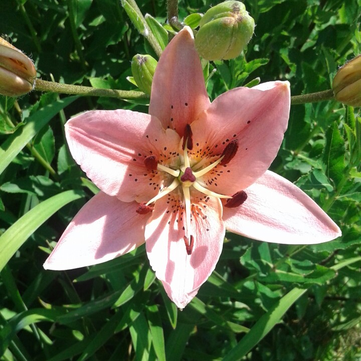 April's garden