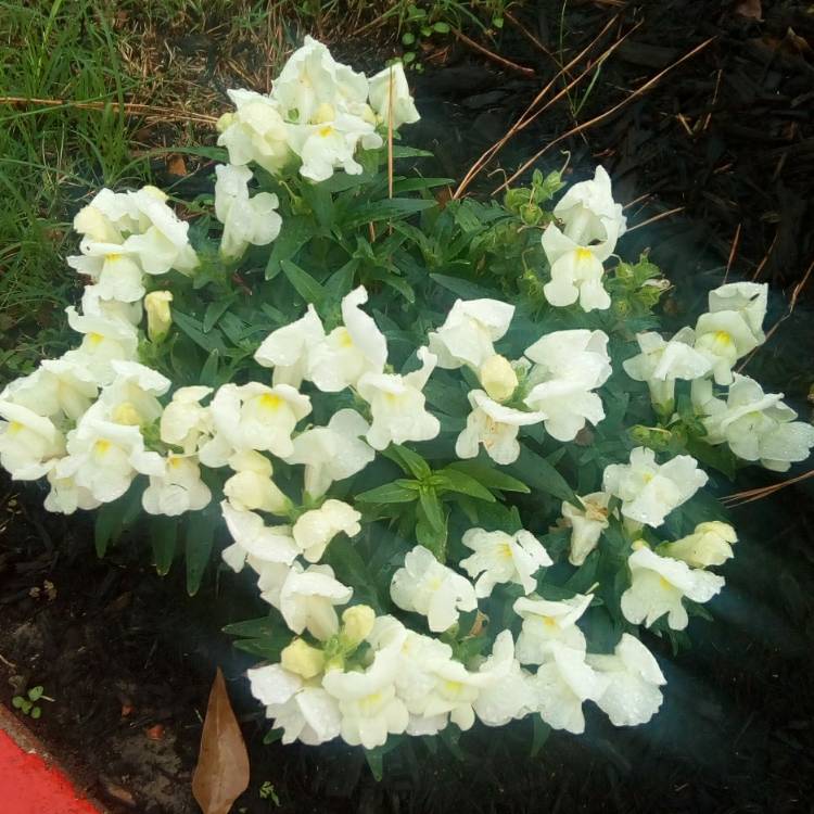 Plant image Antirrhinum majus 'Tom Thumb'