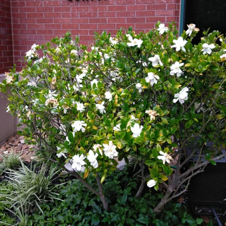 Plant image Gardenia jasminoides 'Four Seasons'