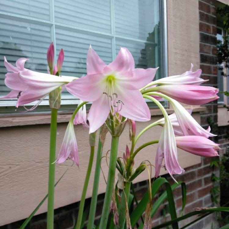 Plant image Crinum Bulbisperum