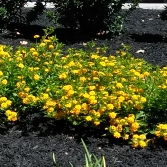 Plant image Lantana 'Depressa'