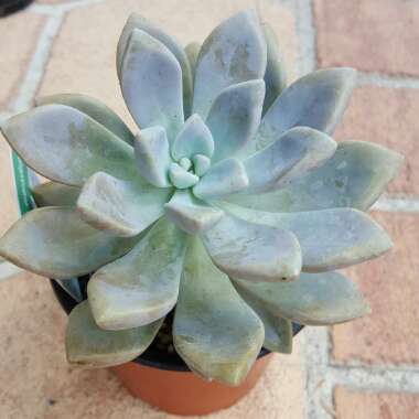 Graptoveria 'Debbi'