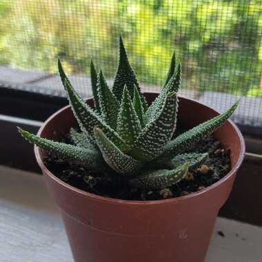 Haworthia 'Zebra'