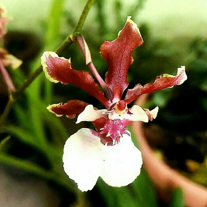 Plant image Oncidium Sharry Baby 'Sweet Fragrance'