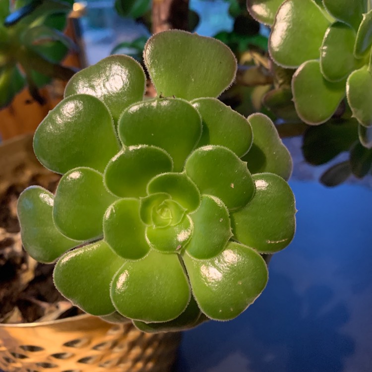 Plant image Aeonium Arboreum Green Rose