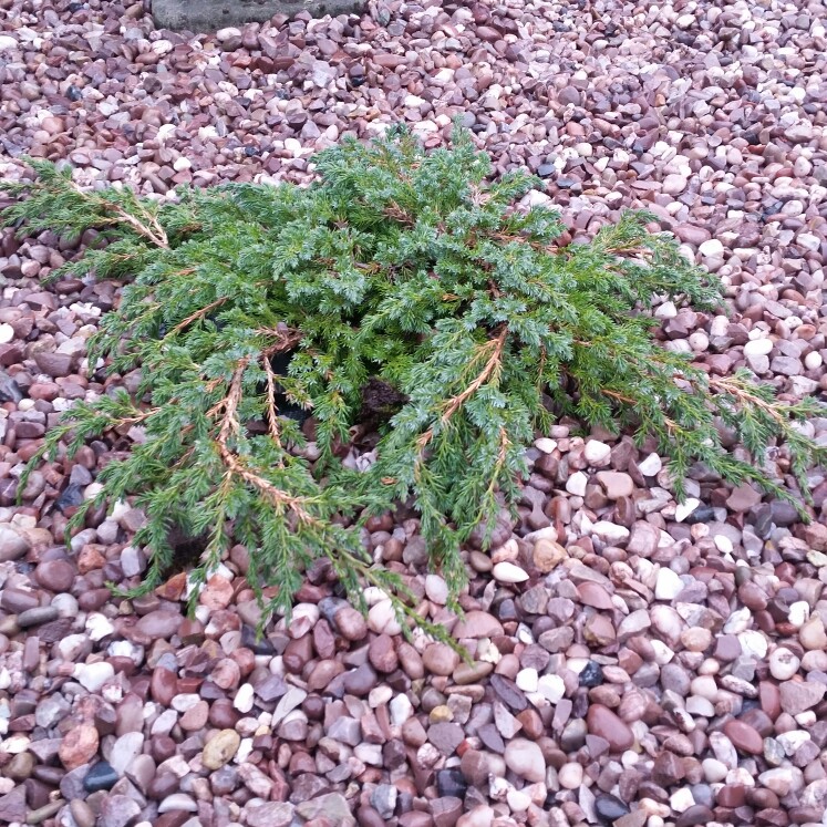 Plant image Juniperus sabina 'Arcadia'