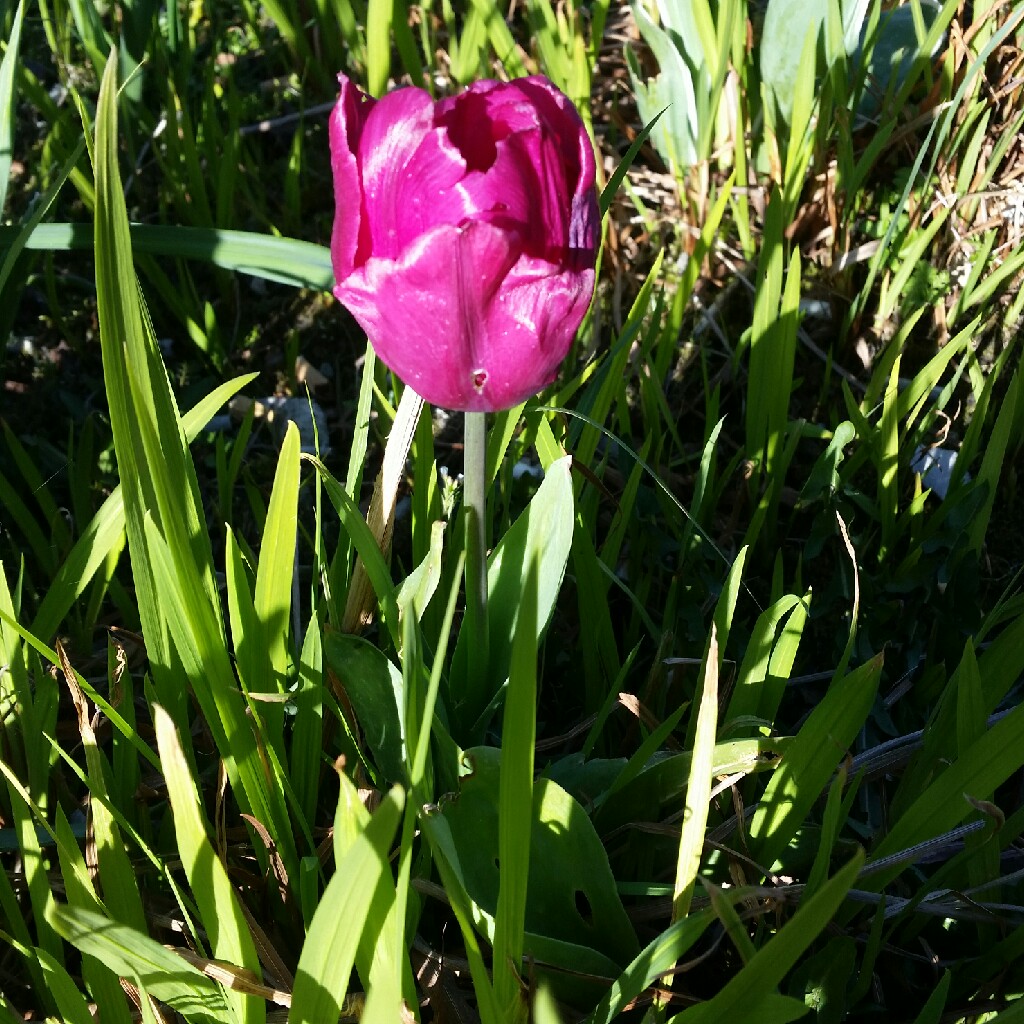 Tulip 'Purple Prince' (Single Late)