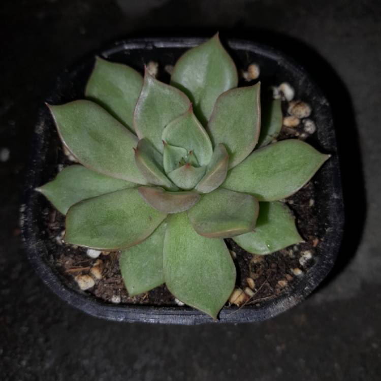 Plant image Echeveria Agavoides Vista Giant