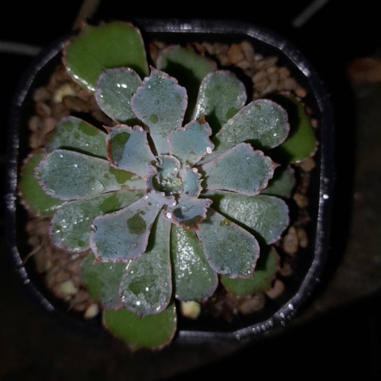 Plant image Echeveria Shaviana