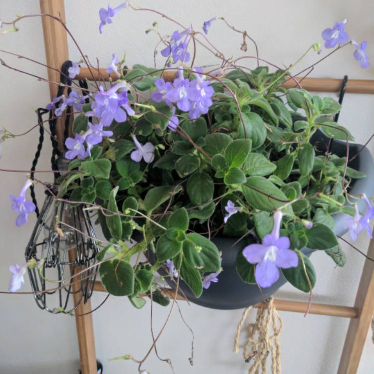 Plant image Streptocarpus caulescens