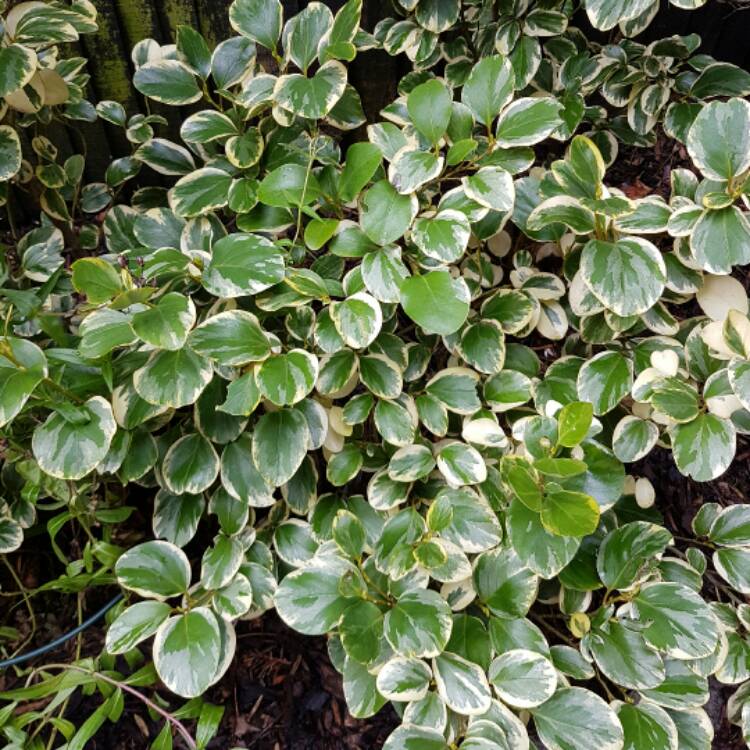 Plant image Griselinia littoralis 'Variegata'