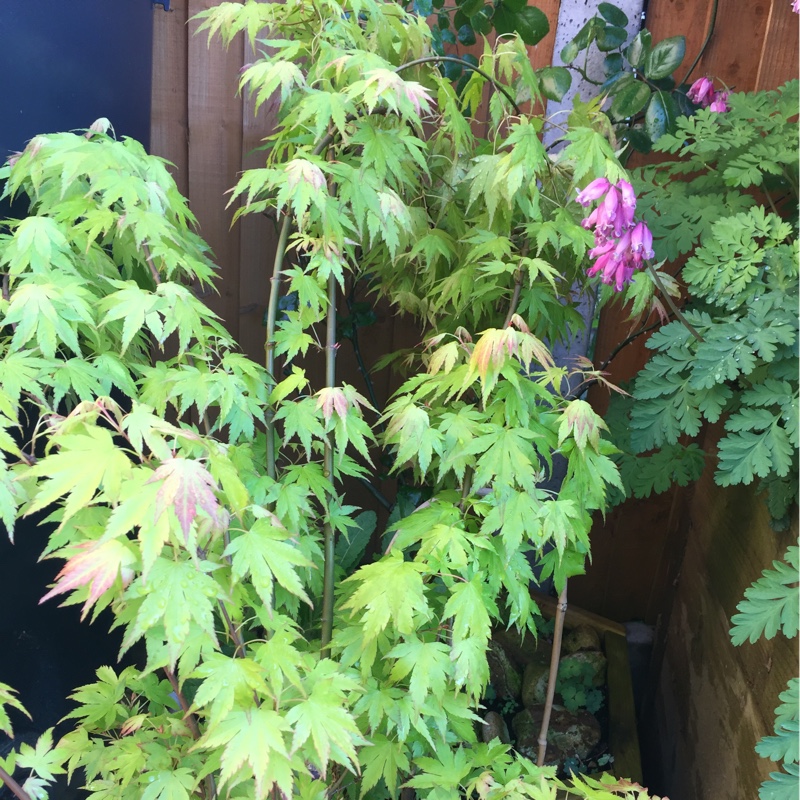 Japanese Maple 'Orange Dream'