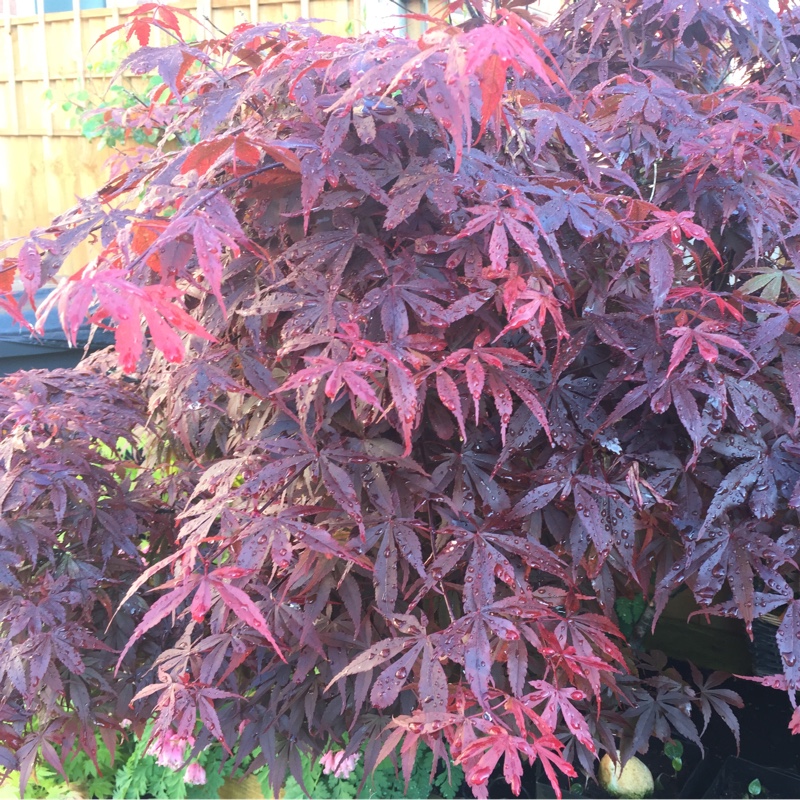 Cut Leaf Japanese Maple 'Dissectum'