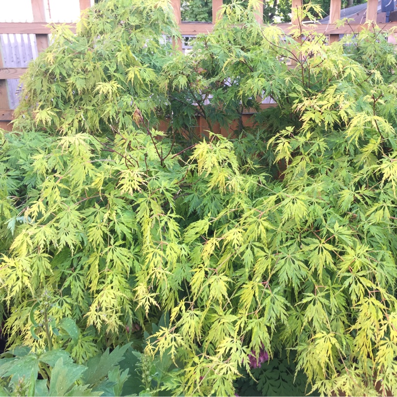 Cut Leaf Japanese Maple 'Green Lace'