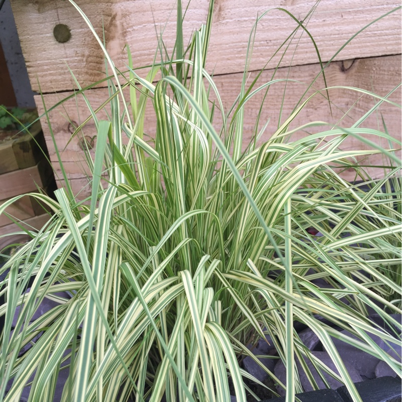 Japanese Forest Grass 'Alboaurea'