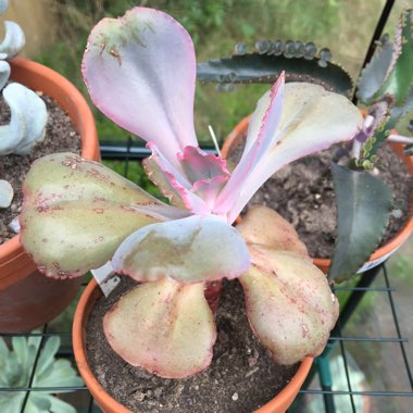 Echeveria 'Southfield Carnival'