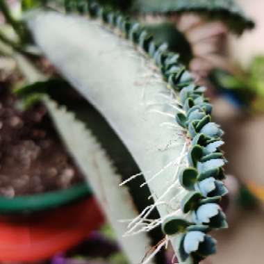 Mother of Thousands