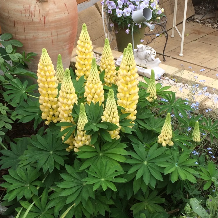 Plant image Lupinus 'Desert Sun'