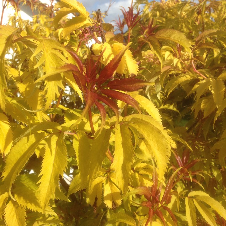 Plant image Sambucus canadensis 'Aurea'