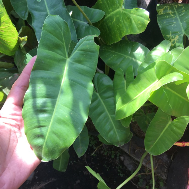 Plant image Philodendron 'Burle Marx'