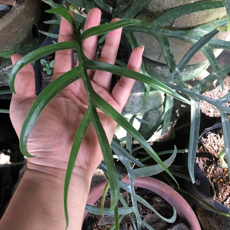 Plant image Philodendron Tortum