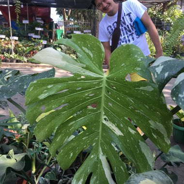 Monstera deliciosa 'Thai Constellation'