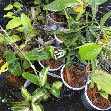 Hoya Varieties Rooted Cutting