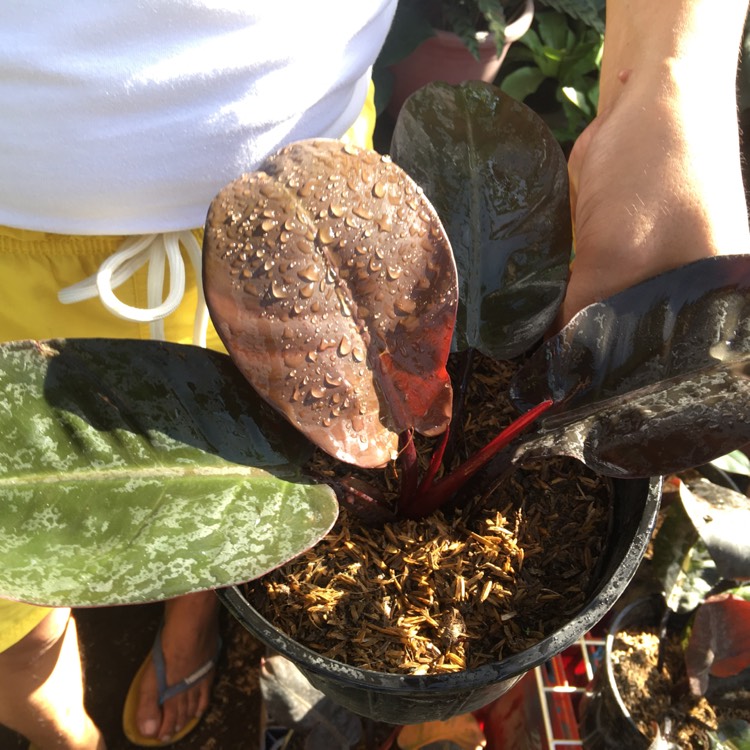 Plant image Philodendron 'Black Cardinal' syn. Philodendron erubescens 'Black Cardinal'