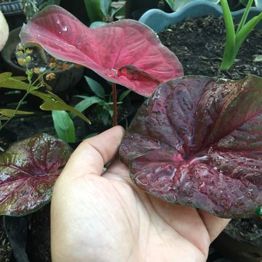 Caladium 'Red Alert'