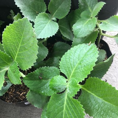 Coleus amboinicus  syn. Plectranthus amboinicus